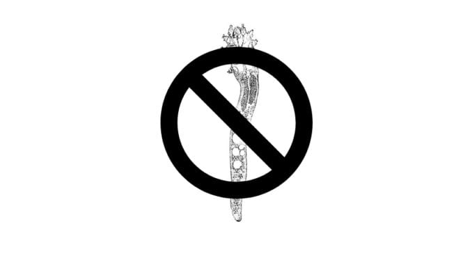 Kill Demodex Mites Naturally